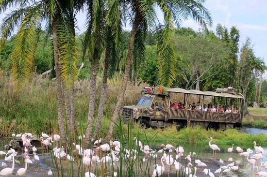 Disney's Animal Kingdom