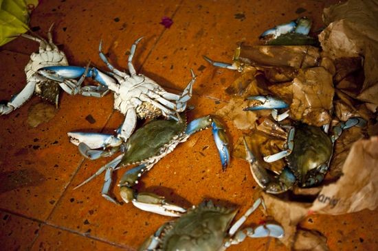 死蟹嘅體內會分泌毒素,所以絕對唔食得!