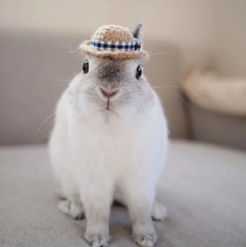 喺依個年份入面,如果無吉星照,我哋唯有多啲走動,靠自己喇!