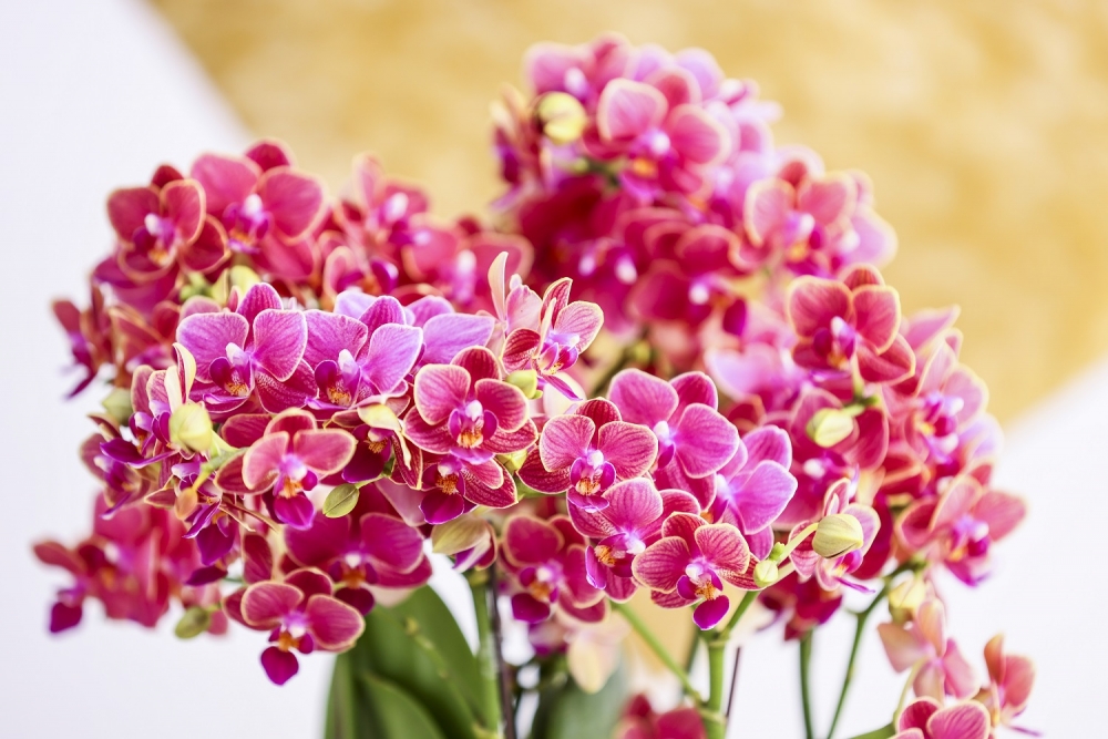 場內有多款獨家發售的年花