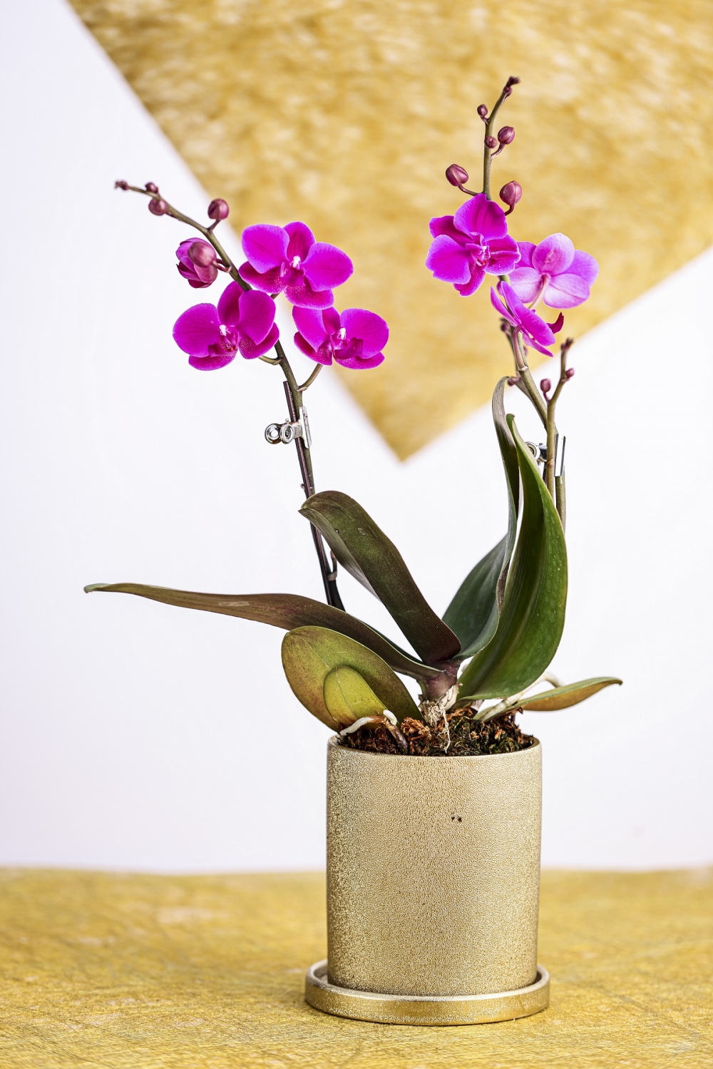 $8開運花-花蝶仙子