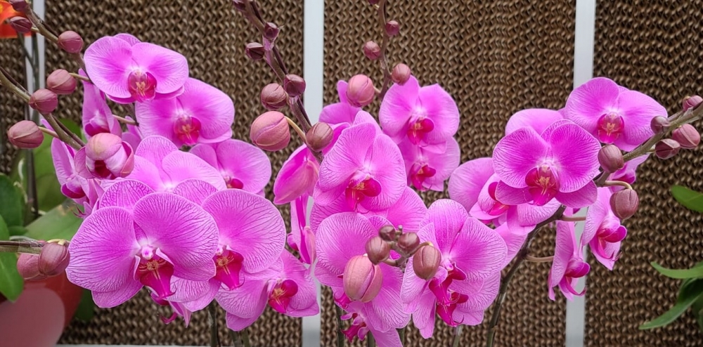 蘭花「明日之星」