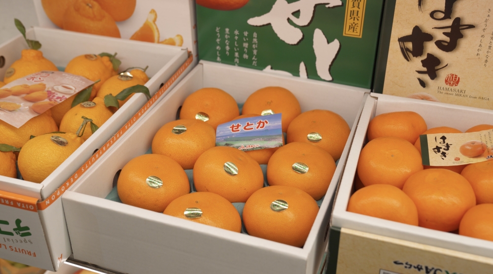 日本兩大牌子分別是SETOKA(せとか)和Hamasaki佐賀濱崎柑。