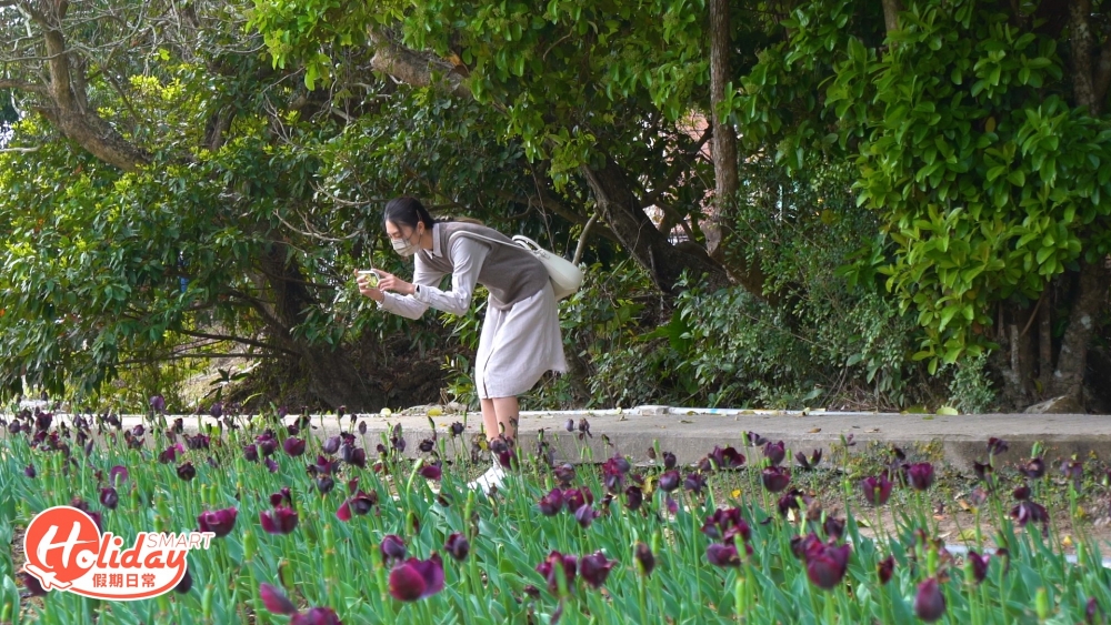 鬱金香花田