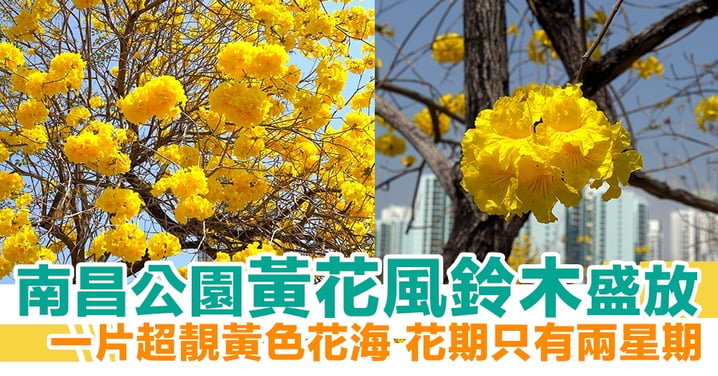 【賞花地點2021】南昌公園黃花風鈴木盛放 一片超靚黃色花海