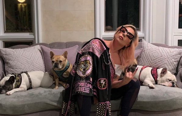 Lady Gaga 以懸賞 50 萬美金希望尋回愛犬。