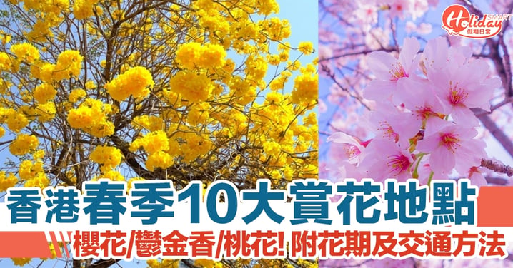 香港春季10大賞花地點　櫻花/桃花/鬱金香都有得睇！