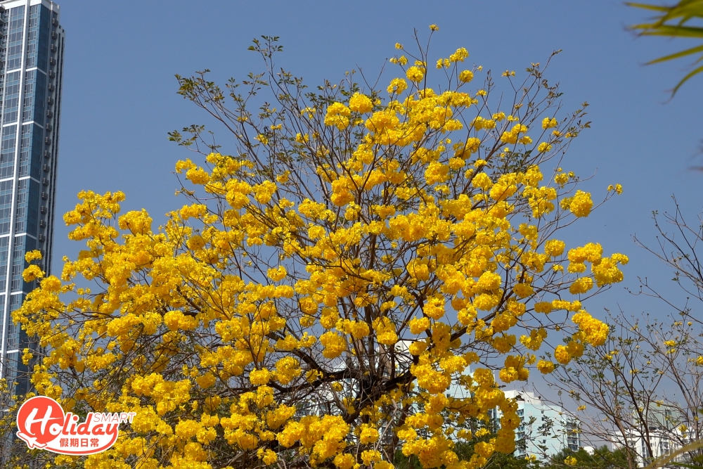 南昌公園一大半黃花風鈴木已經盛開,震撼程度較去年茂盛,可見一片黃色花海。