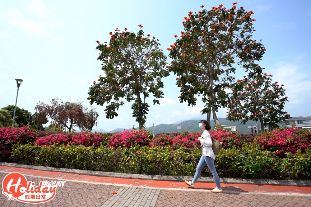 坪洲懷舊一日遊