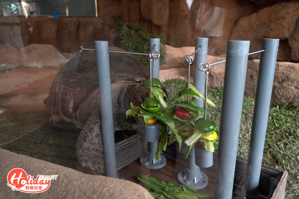 於活動中，遊客可以餵飼小狐獴家族及亞達伯拉象龜，更可親自為亞達伯拉象龜特製的蔬菜串燒。