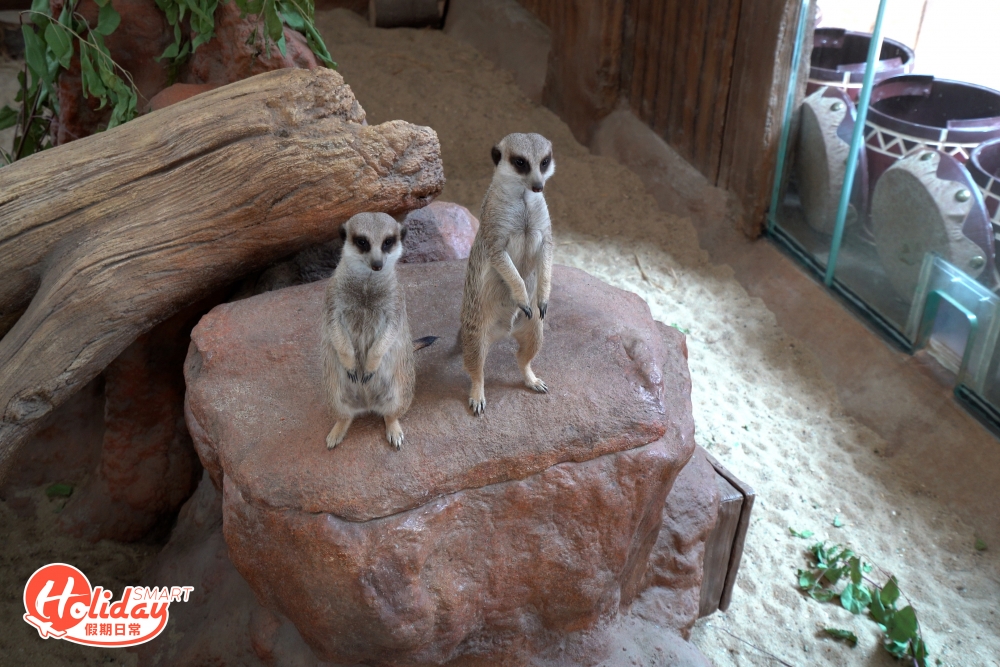 展館於2020年開幕，以非洲草原作為主要設計風格，並加入狐獴家族及亞達伯拉象龜。