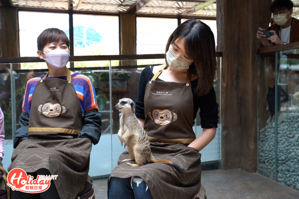 小狐獴經常企直周圍眼望望，因為牠們危機意識很高，一組入面會有隻做哨兵。