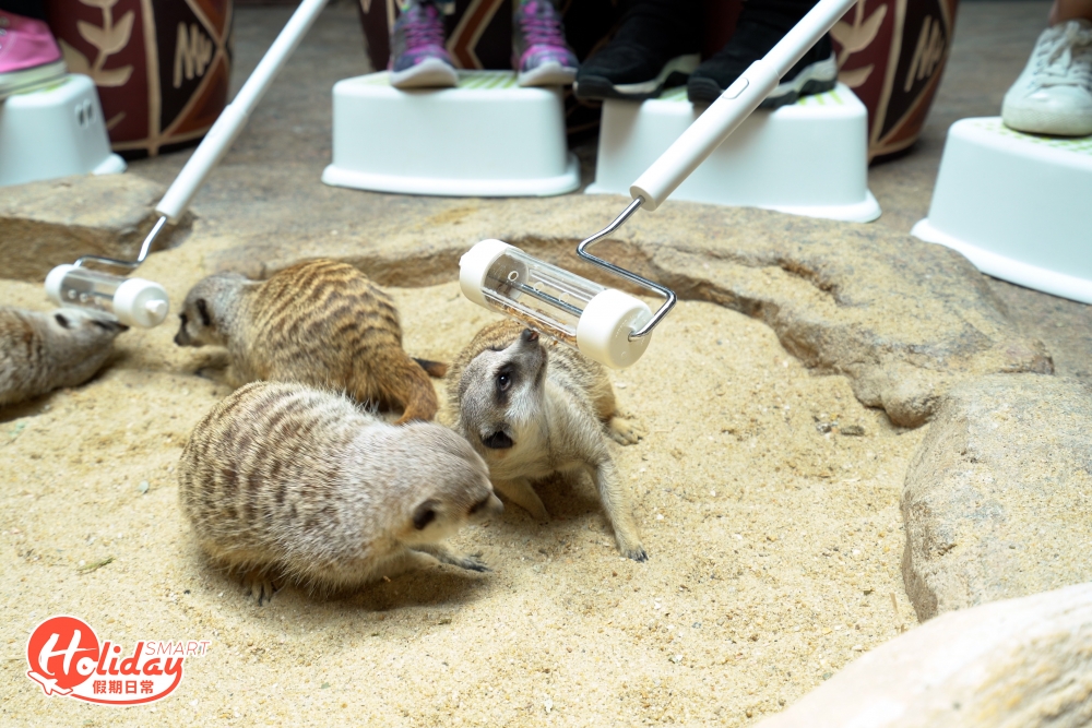 園內有兩組小狐獴家庭，遊客可利用小工具，餵食麥皮蟲、麵包蟲等飼料。