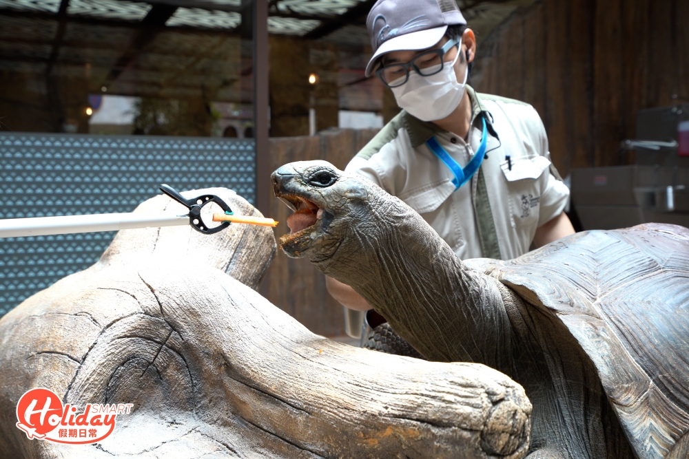 牠是草食動物，活動過程中可以餵食紅蘿蔔青瓜等蔬果，還可以捉摸牠們的皮膚。