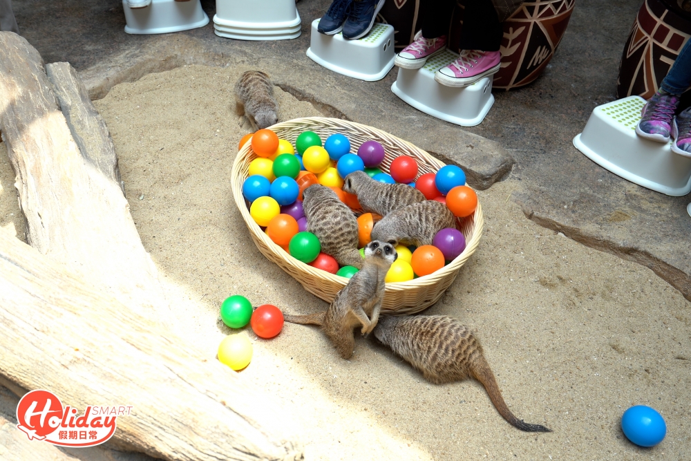 4月這個復活節悠長假期，不妨與家人前來親親小動物，過一個有意義的復活節，從而加深了解保育知識。