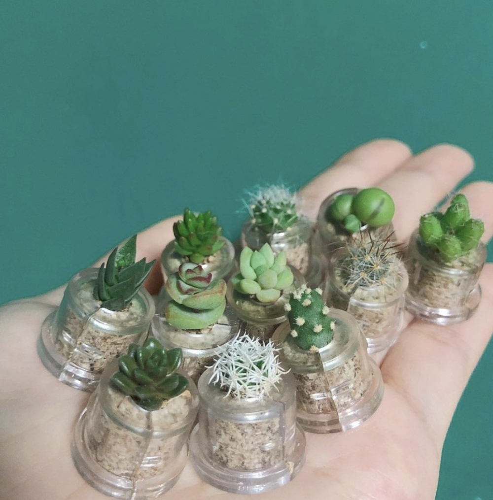 迷你拇指植物十分可愛