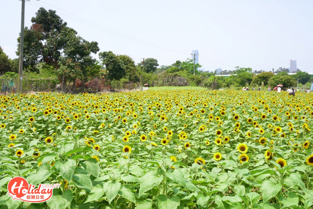 元朗信芯園
