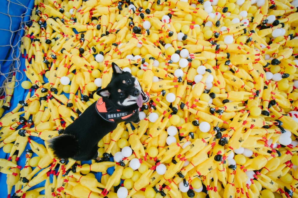 有不同寵物玩具可以讓主子玩餐飽