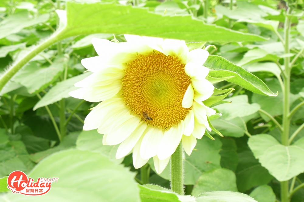 香檳金色向日葵