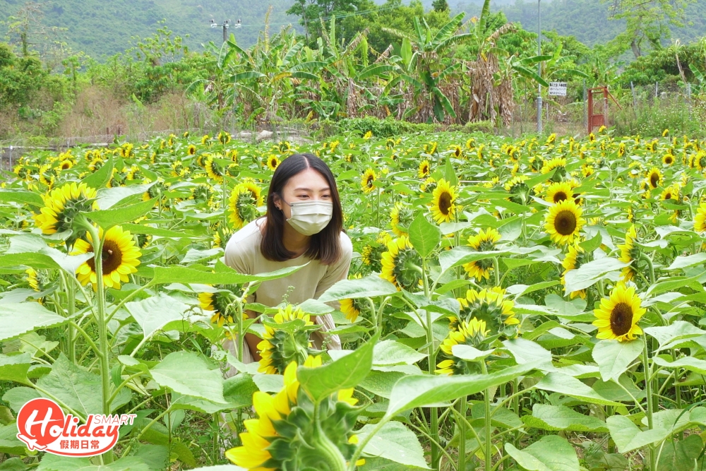 信芯園特別劃出35,000呎的農地,種滿了近10萬棵向日葵。