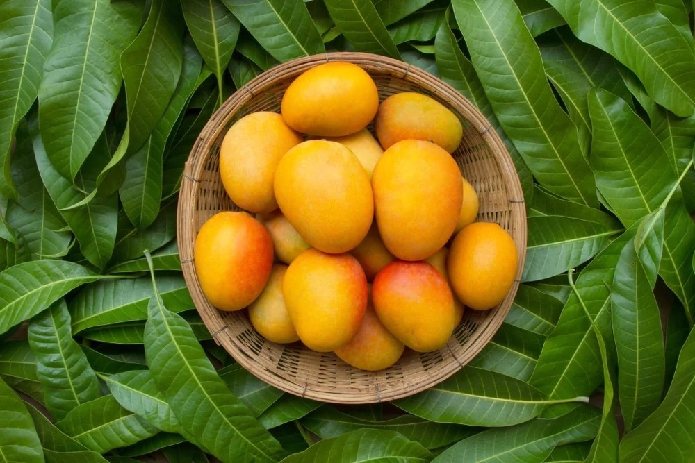 揀芒果秘訣。