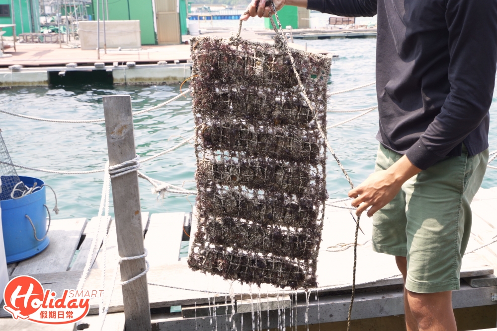 珍珠養殖場其實是一個魚排,在魚排底下全部都是正在養殖的蚌。