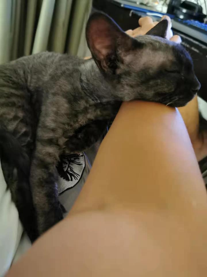 Miso