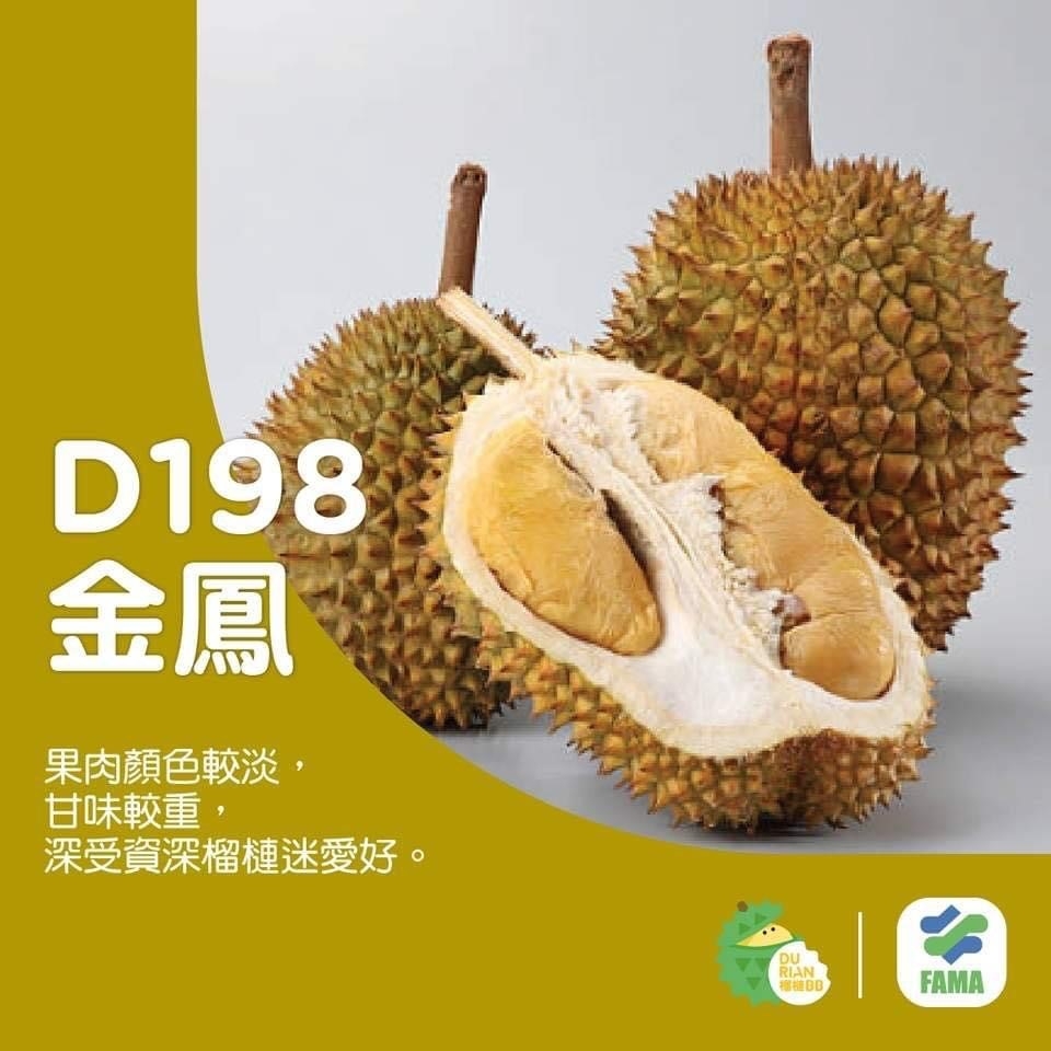 D198 金鳳