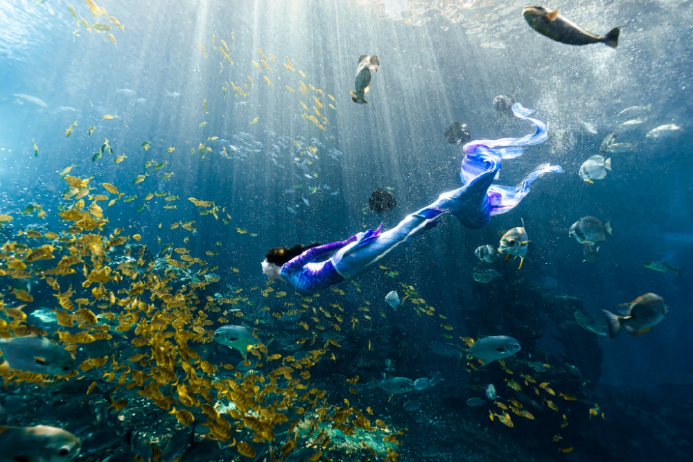 張柏芝飛去三亞挑戰打扮成美人魚於水中與魚暢游