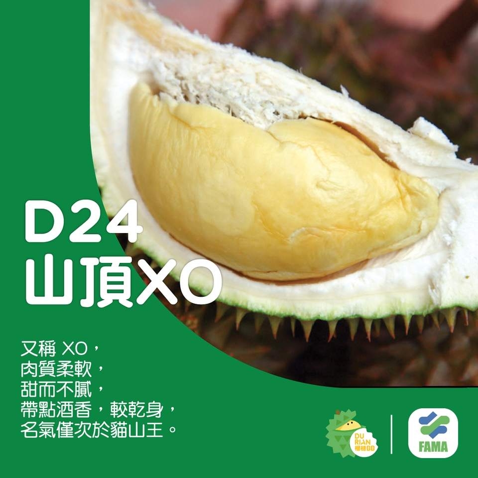 D24 蘇丹王(山頂XO)