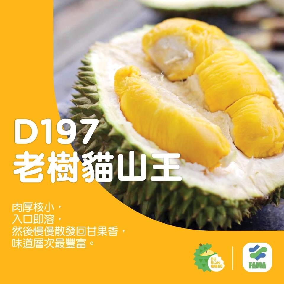 D197 老樹貓山王