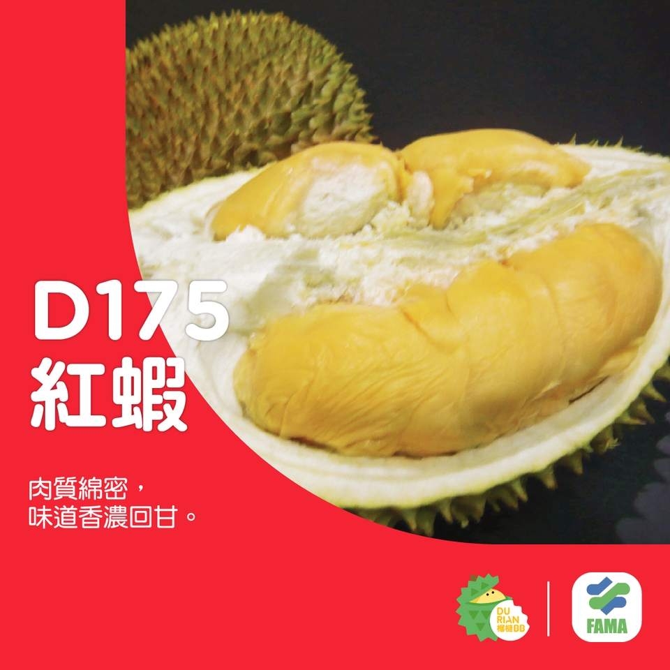 D175 紅蝦