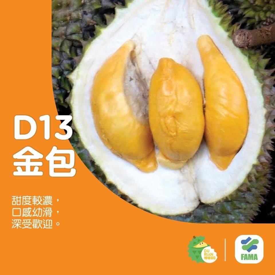 D13 金包