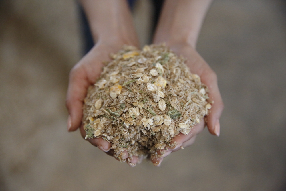 有田和牛來自日本宮崎有田農場，飼料方面絕不含藥物或抗生素。