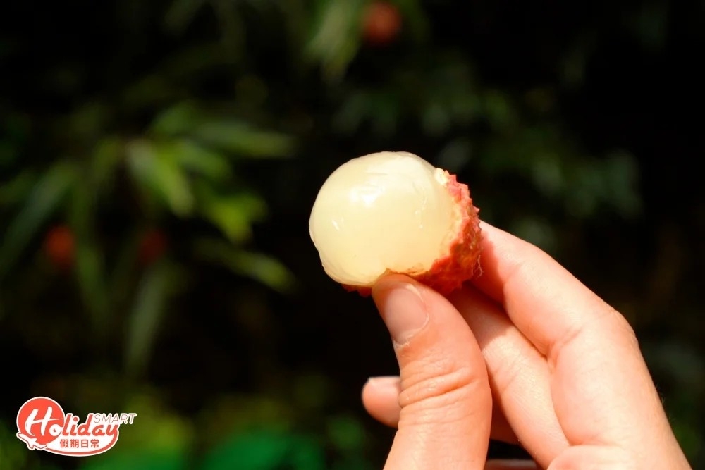 荔枝品種:桂味
