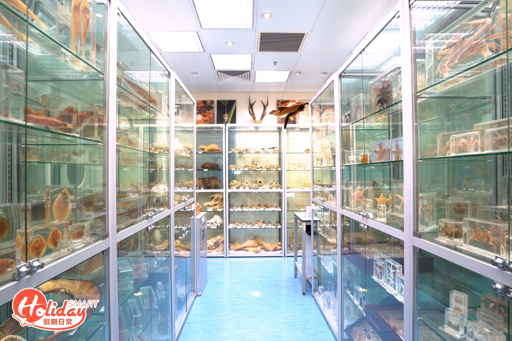 博物館內的標本原本是作研究和教學用途,不過為了讓更多人了解生物多樣性,研究團隊就決定開放博物館讓公眾參觀。