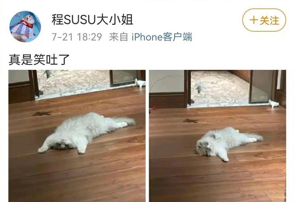 程瀟微博小號「程SUSU大小姐」表達心情:「真是笑吐了」