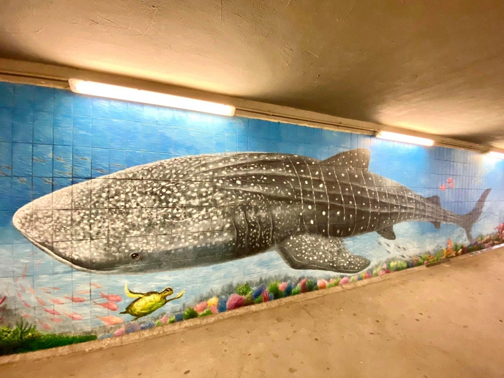 超長的巨型鯨鯊！