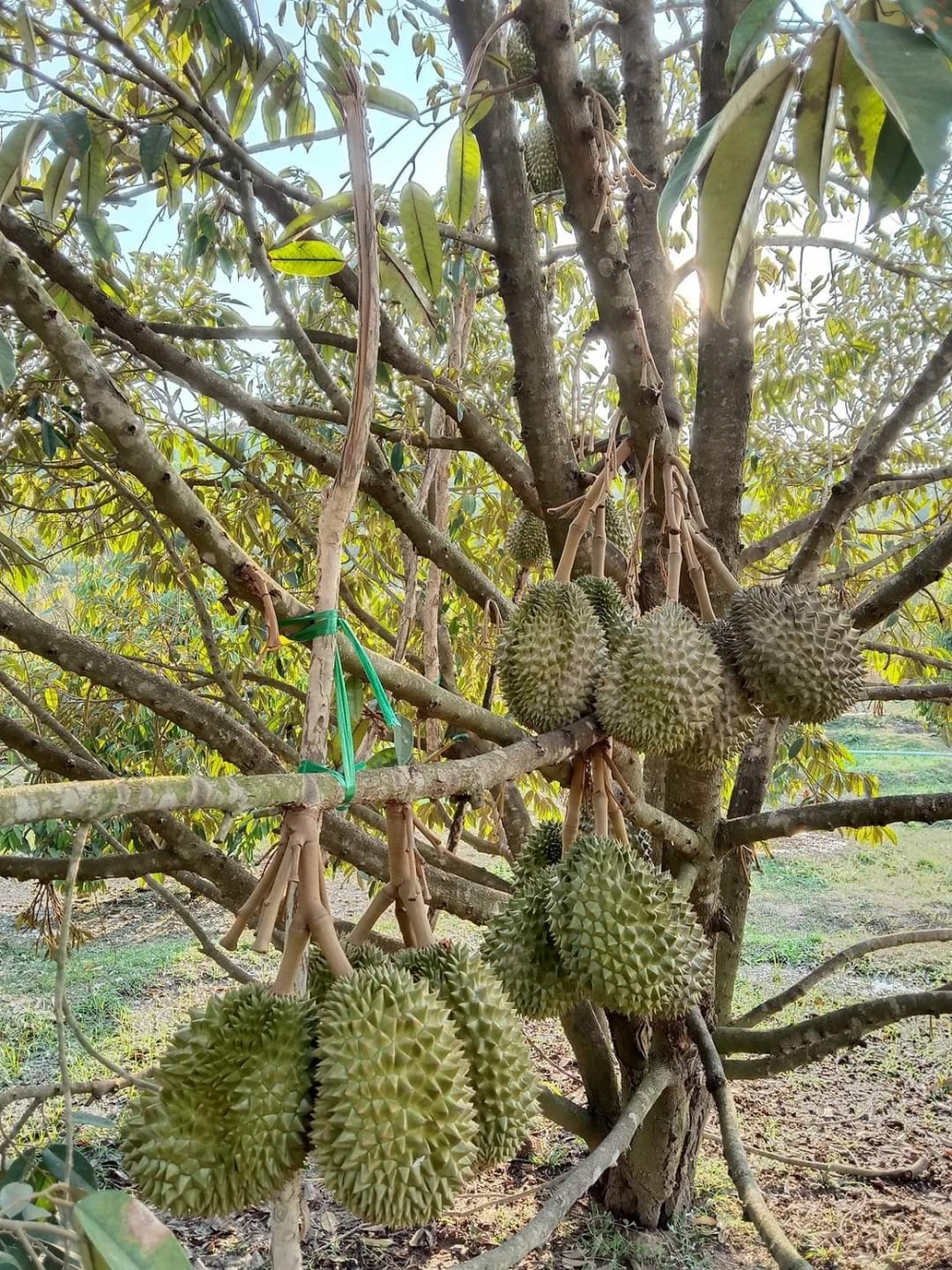 講起柬埔寨水果,大家可能只會想到芒果,最近香港引入貢布榴槤。