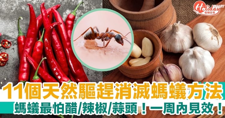 【滅蟻方法】11個天然驅趕消滅螞蟻實用方法！一周內見效！螞蟻最怕醋、辣椒、蒜頭！