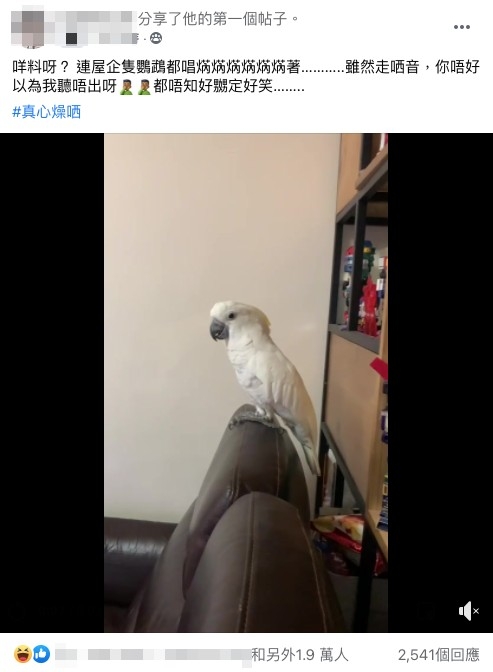 網友公開咗一段片段,佢指家中飼養嘅鸚鵡都唱「焫焫焫焫焫焫著」