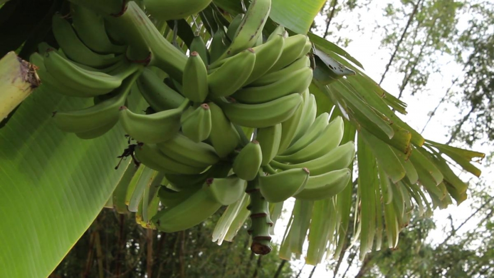 汀角灣燒烤農莊內種植各種有機農作物。