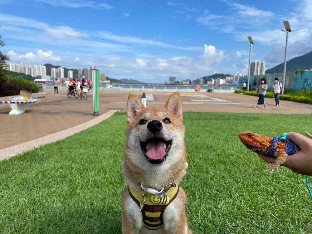 中秋賞月好去處：啓德郵輪碼頭公園 