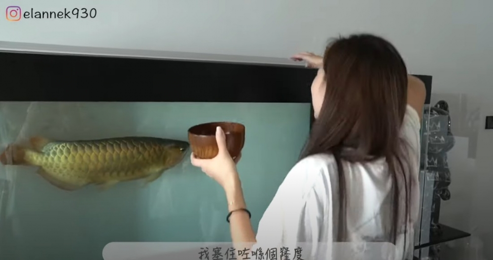 江若琳為大家示範餵食錦鯉紅龍嘅畫面。