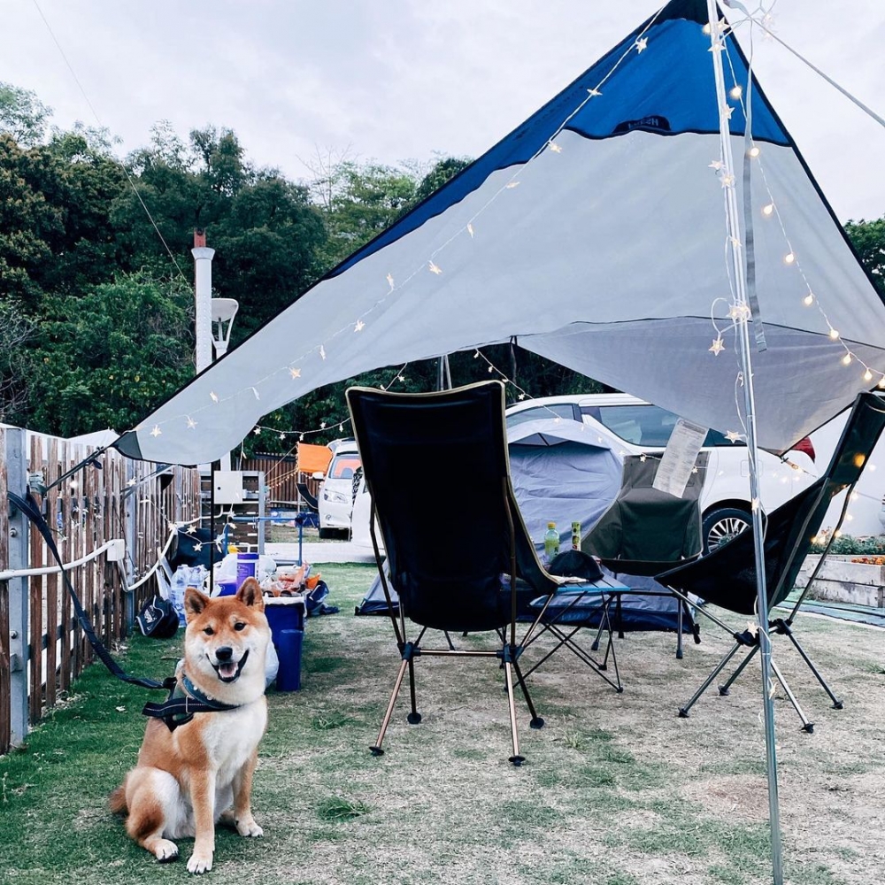 Autocamper-怡樂大江埔悠閒農莊是其中一個寵物友善的露營地,帶埋毛孩一起露營,更 有趣!