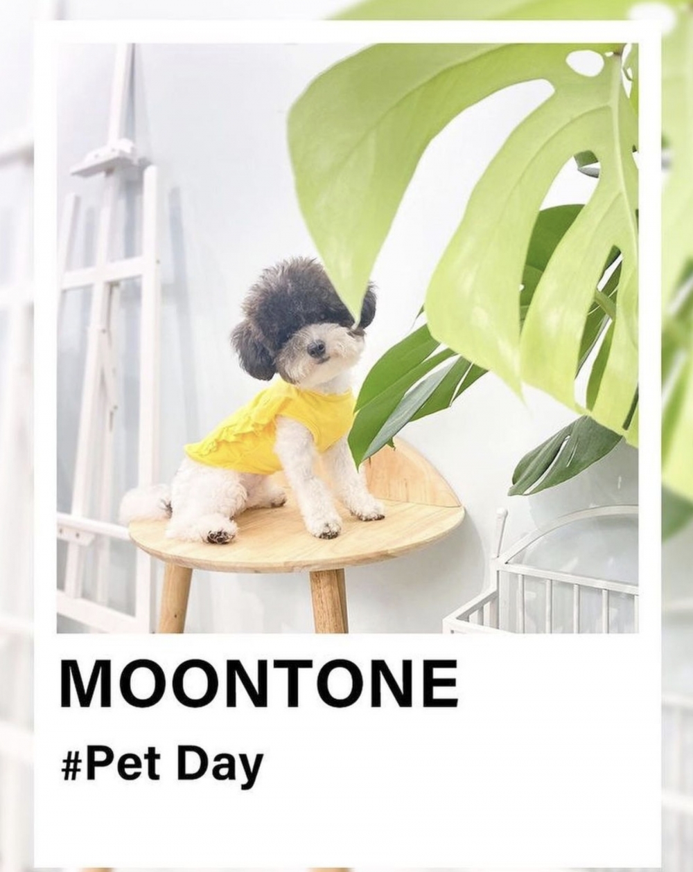 「Moontone」逢星期一更定為「寵物友善日」。