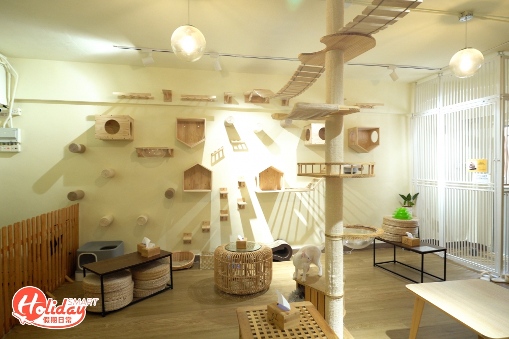 旺角一間貓貓Cafe「Cat Jungle Cafe 貓島」是全港唯一及首間戶外貓貓Cafe,佔地一共1,000呎。