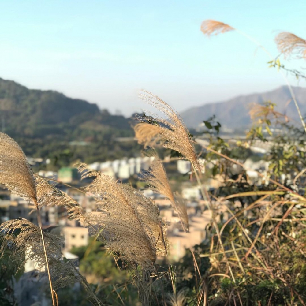香港賞芒+盧葦2021推介:元朗河背水塘