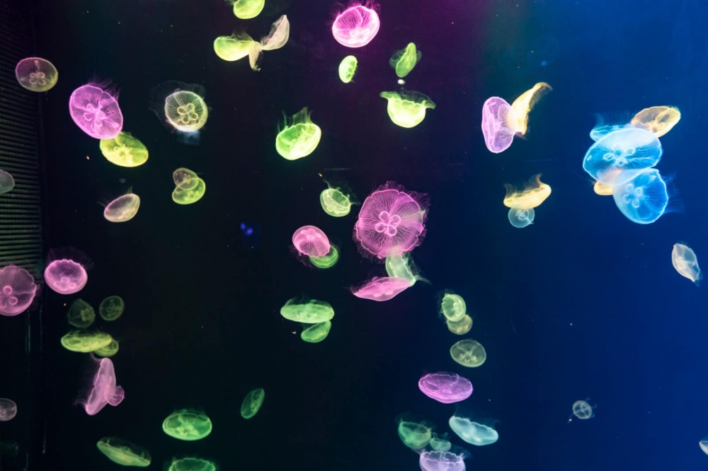 浩海立方·探遊館是全港首個結合真實生物及投影效果的海洋探索體驗館。