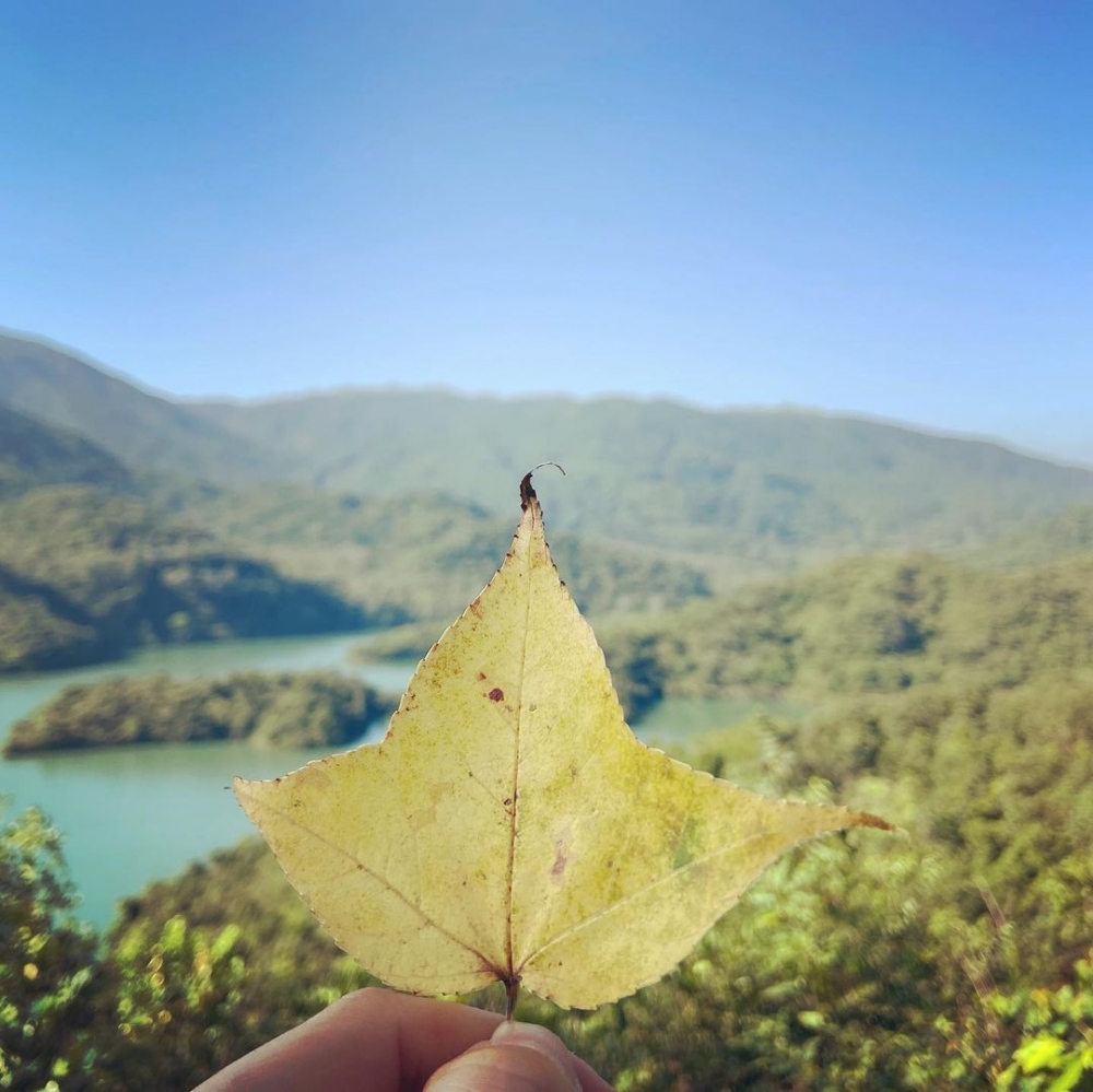 黃色的楓香葉亦有另一番意境~